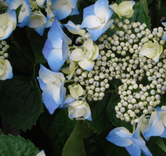 Hydrangea macr. 'Blaumeise' | Hortensia | Heester