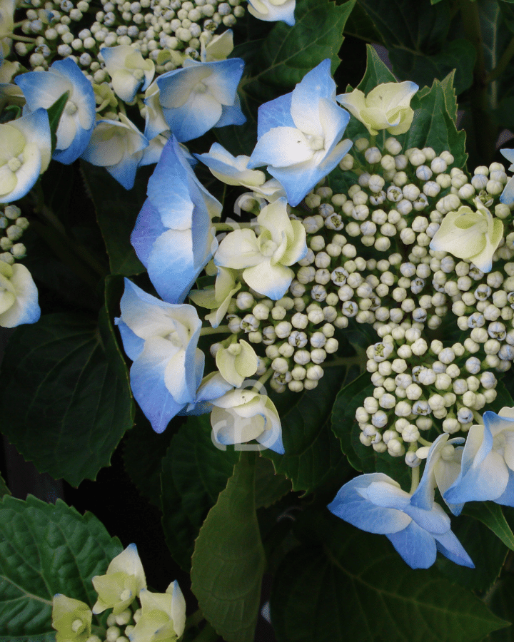 Hydrangea macr. 'Blaumeise' | Hortensia | Heester