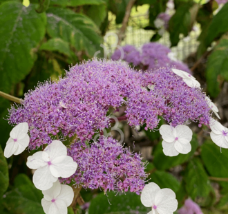 Hydrangea aspera 'Macrophylla' | Hortensia | Heester