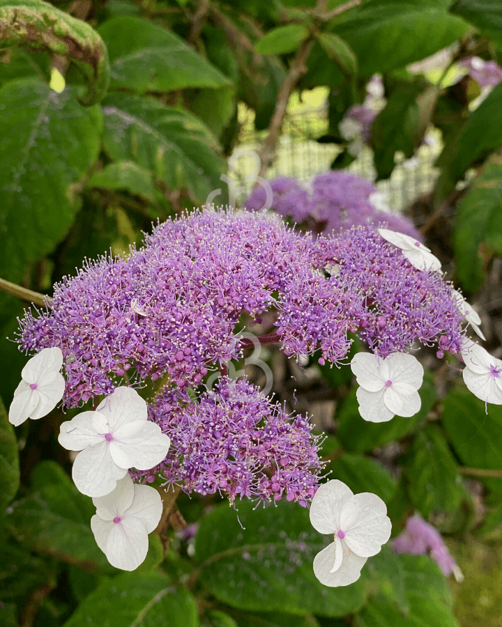 Hydrangea aspera 'Macrophylla' | Hortensia | Heester