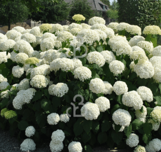 Hydrangea arb.  'Annabelle' | Hortensia  | Heester