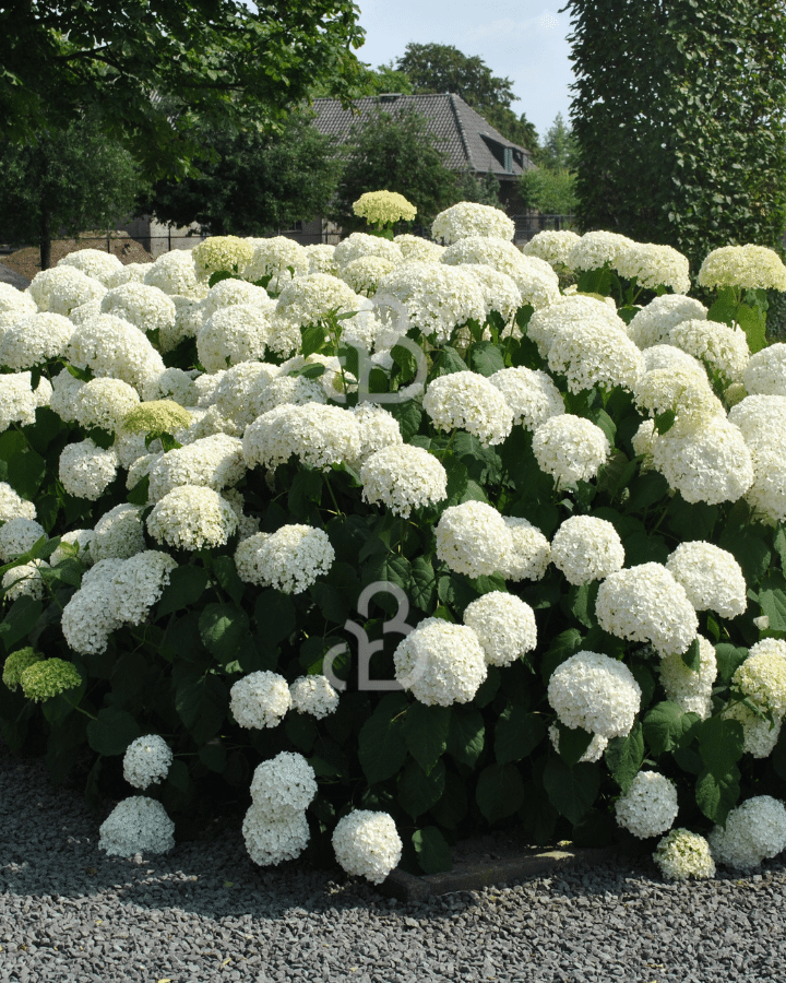 Hydrangea arbor.  'Annabelle' | Hortensia  | Heester