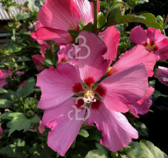 Hibiscus syr. 'Woodbridge' | Chinese roos | Althaeastruik  | Heester