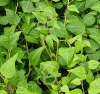Hedera helix 'Natasja' | Klimop | Klimplanten