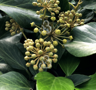 Hedera colchica 'Arborescens' | Klimop | Klimplanten