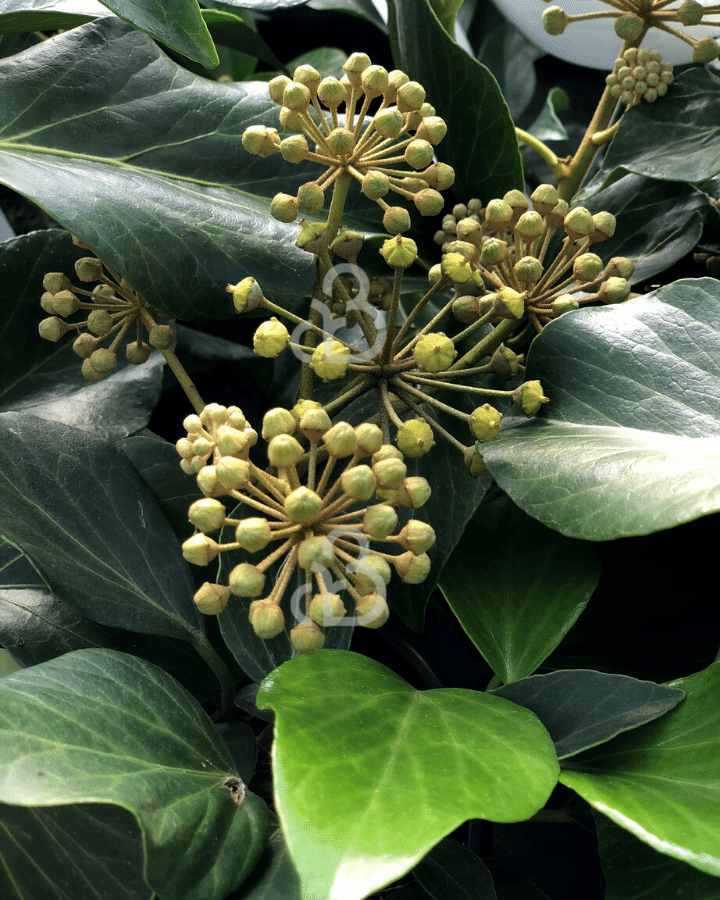 Hedera colchica 'Arborescens' | Klimop | Klimplanten