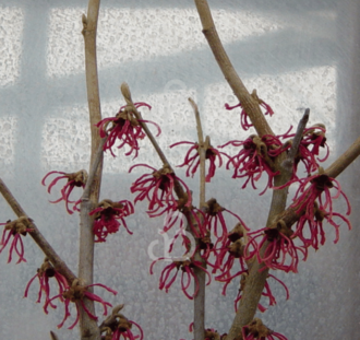 Hamamelis int. 'Ruby Glow' | Toverhazelaar  | Heester