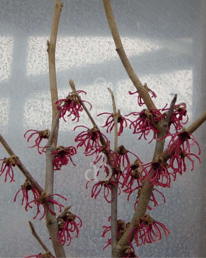 Hamamelis int. 'Ruby Glow' | Toverhazelaar  | Heester