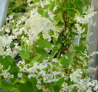 Fallopia aubertii | Bruidsluier | Klimplanten