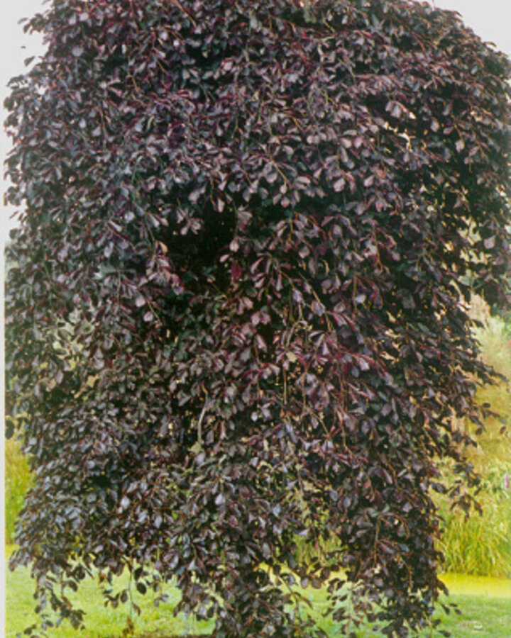 Fagus syl. 'Purpurea Pendula' | Rode treurbeuk | Laanboom