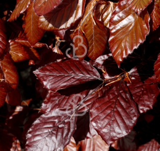 Fagus syl. 'Atropunicea' | Rode beuk | Haagplanten