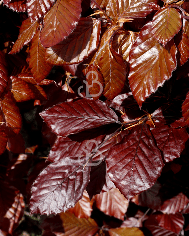 Fagus syl. 'Atropunicea' | Rode beuk | Haagplanten