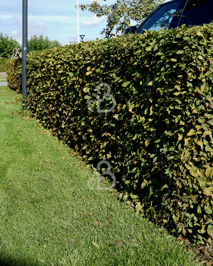 Fagus sylvatica | Groene beuk | Haagplanten