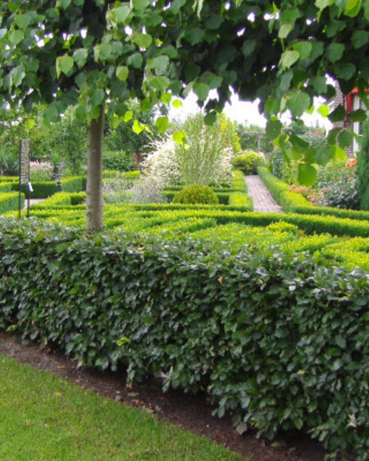 Fagus sylvatica | Groene beuk | Haagplanten