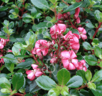 Escallonia 'Red Dream' | Escallonia  | Heester