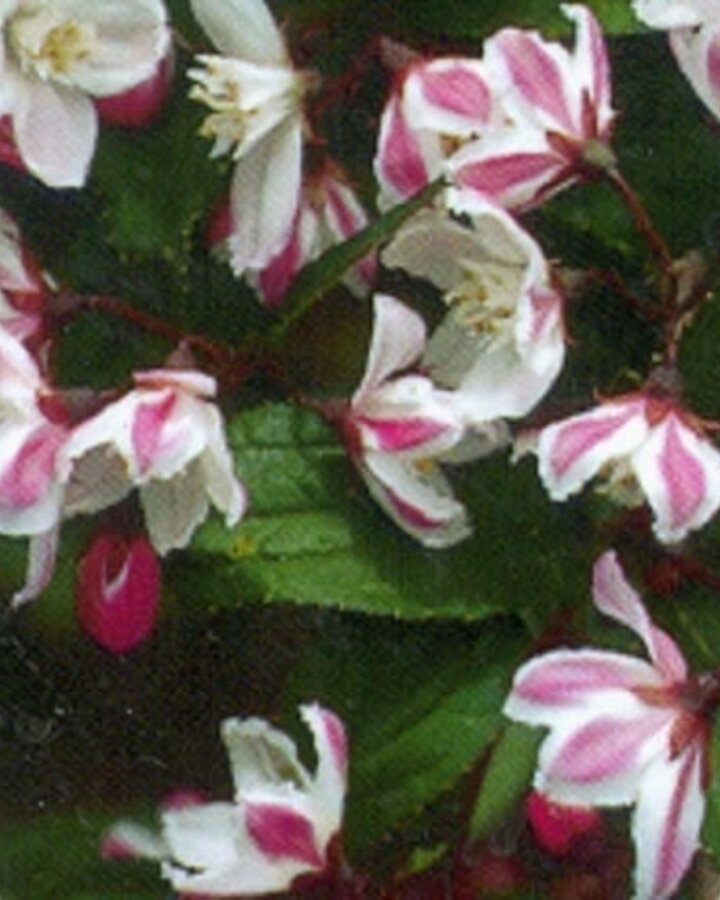 Deutzia purp. 'Kalmiiflora' | Bruidsbloem  | Heester
