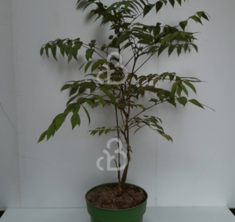 Decaisnea fargesii | Augurkenstruik