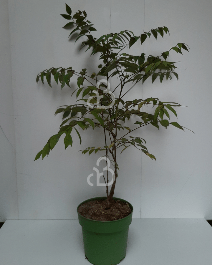 Decaisnea fargesii | Augurkenstruik