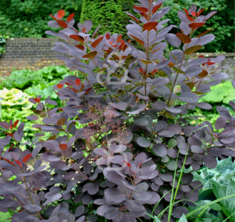 Cotinus cog. 'Royal Purple' | Pruikenboom | Heester