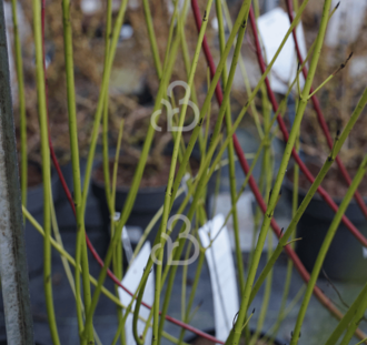 Cornus stol. 'Flaviramea' | Kornoelje | Heester