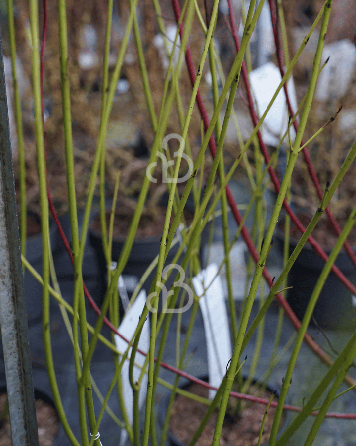 Cornus stol. 'Flaviramea' | Kornoelje | Heester