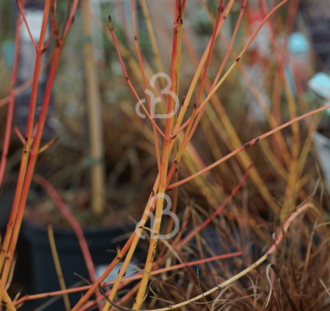 Cornus sanguinea 'Midwinter Fire' | Kornoelje | Heester