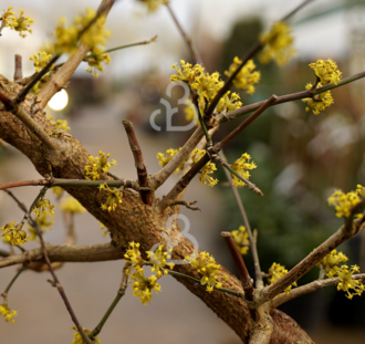 Cornus mas | Gele kornoelje | Heester