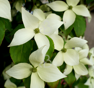 Cornus kousa chinensis | Kornoelje  | Heester