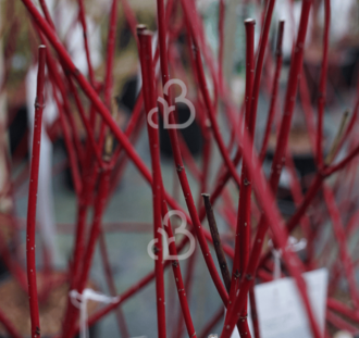 Cornus alba 'Sibirica' | Witte kornoelje  | Heester