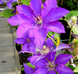 Clematis 'The President' | Bosrank  | Klimplanten