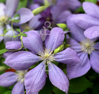 Clematis 'Mrs Cholmondeley' | Bosrank  | Klimplanten