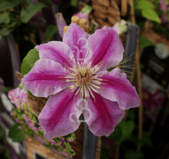 Clematis 'Dr Ruppel' | Bosrank  | Klimplanten