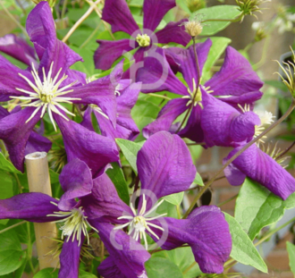Clematis 'Viticella Etoile Violette' | Bosrank | Klimplanten