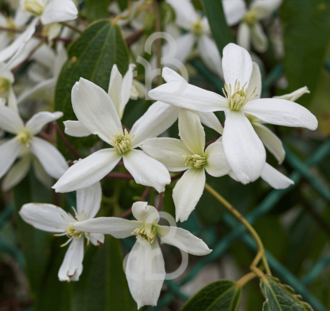 Clematis armandii | Bosrank | Klimplanten