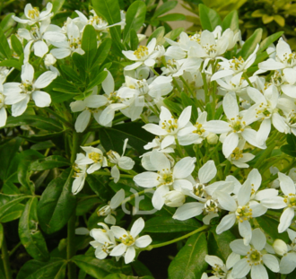 Choisya ternata | Heester