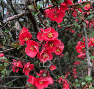 Chaenomeles j. 'Sargentii' | Dwergkwee  | Heester