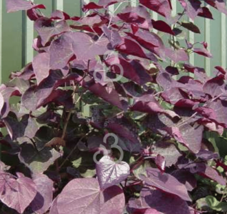 Cercis canadensis 'Forest Pansy' | Judasboom  | Heester