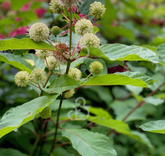 Cephalanthus occidentalis | Kogelbloem  | Heester