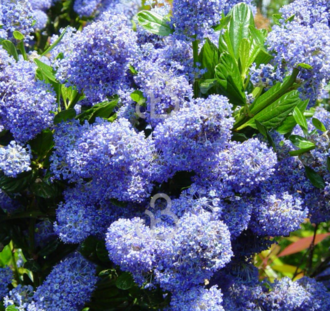 Ceanothus imp. 'Victoria' | Amerikaanse sering  | Heester