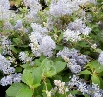 Ceanothus del. 'Gloire de Versaille | Amerikaanse sering  | Heester