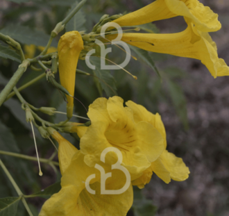 Campsis radicans 'Flava' | Trompetbloem  | Klimplanten