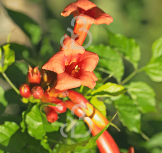 Campsis radicans | Trompetbloem  | Klimplanten