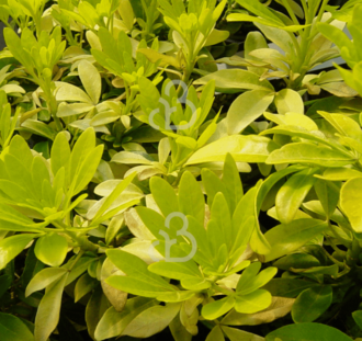 Choisya ternata 'Sundance' | Heester