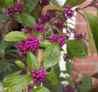 Callicarpa bodinieri 'Profusion' | Schoonvrucht  | Heester