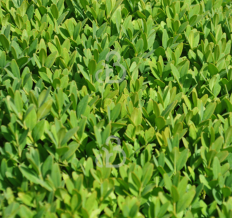 Buxus sempervirens | Randpalm  | Haagplanten