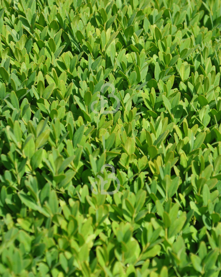 Buxus sempervirens | Randpalm  | Haagplanten