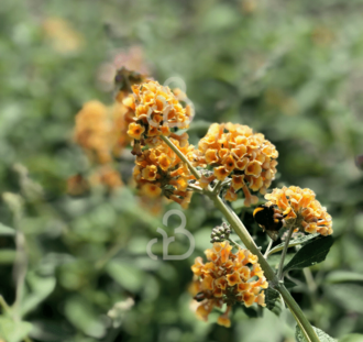 Buddleja weyeriana 'Sungold' | Vlinderstruik  | Heester