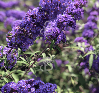 Buddleja dav. 'Nanho Blue' | Vlinderstruik  | Heester