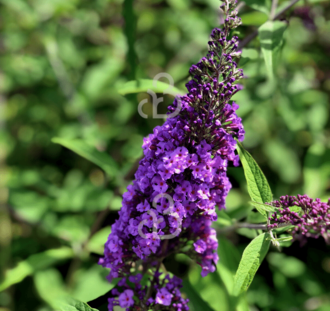 Buddleja dav. 'Empire Blue' | Vlinderstruik  | Heester