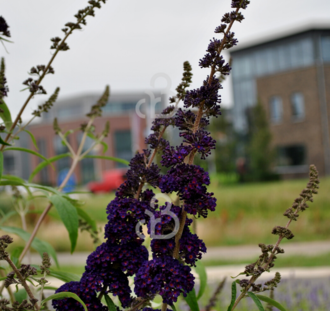 Buddleja dav. 'Black Knight' | Vlinderstruik  | Heester